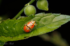 Walterianella championi