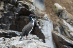 Leucocarbo bougainvillii