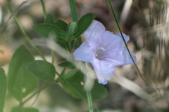 Ruellia humilis