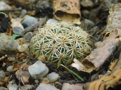 Coryphantha retusa