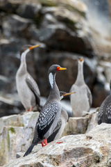 Poikilocarbo gaimardi