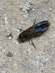 Platydracus maculosus