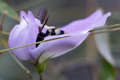 Dielis plumipes