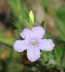 Ruellia humilis