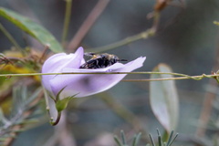 Dielis plumipes