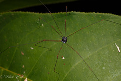 Sclerosomatidae