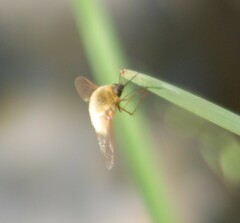 Bombyliinae