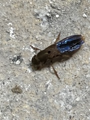 Platydracus maculosus