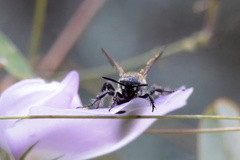 Dielis plumipes
