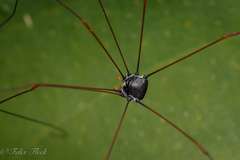 Sclerosomatidae