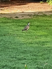 Vanellus miles novaehollandiae