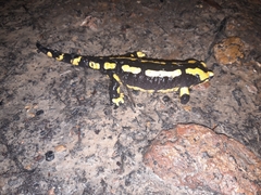 Salamandra salamandra