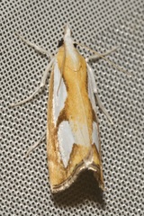 Catoptria pinella