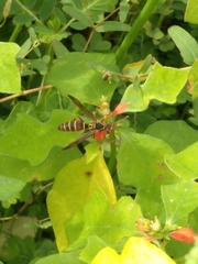 Polistes dorsalis