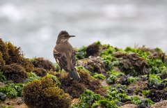 Cinclodes taczanowskii