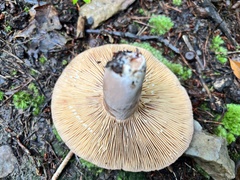 Lactifluus volemus