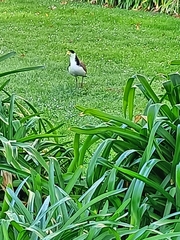 Vanellus miles novaehollandiae