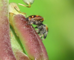 Phidippus regius