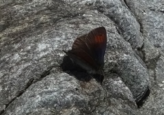 Erebia tyndarus
