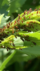 Arthropoda