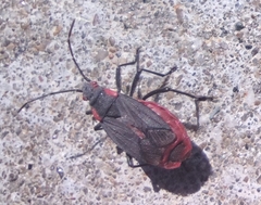 Jadera haematoloma