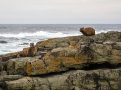 Procavia capensis capensis