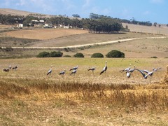 Anthropoides paradiseus