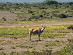 Tragelaphus oryx oryx