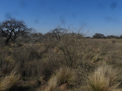 Geoffroea decorticans