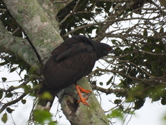 Geranospiza caerulescens