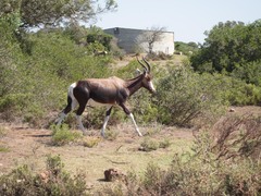 Damaliscus pygargus pygargus