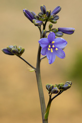 Pasithea caerulea