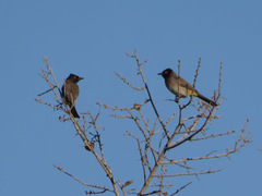 Pycnonotus nigricans