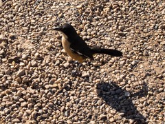 Laniarius ferrugineus