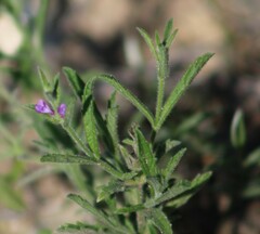 Verbena canescens