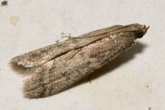 Ephestia elutella