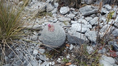 Rapicactus beguinii