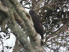 Geranospiza caerulescens