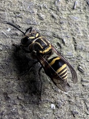 Brachygastra