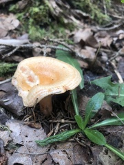 Lactarius thyinos