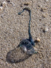 Physalia physalis