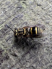 Brachygastra