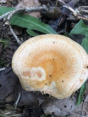 Lactarius thyinos