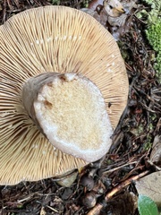 Lactifluus volemus