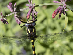 Cordulegaster dorsalis