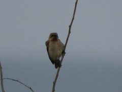 Chalcomitra fuliginosa