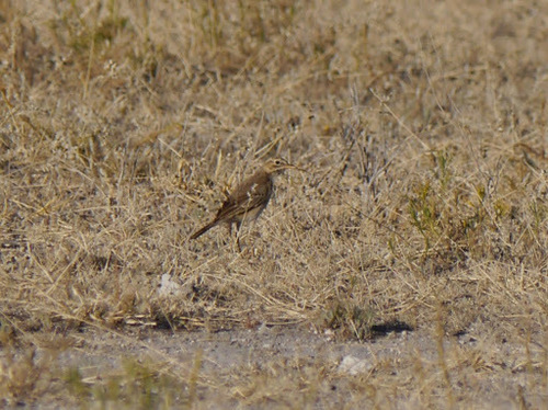 Anthus vaalensis