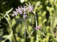 Cordulegaster dorsalis