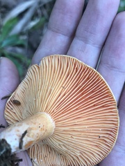 Lactarius thyinos