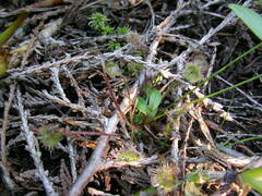 Drosera rotundifolia